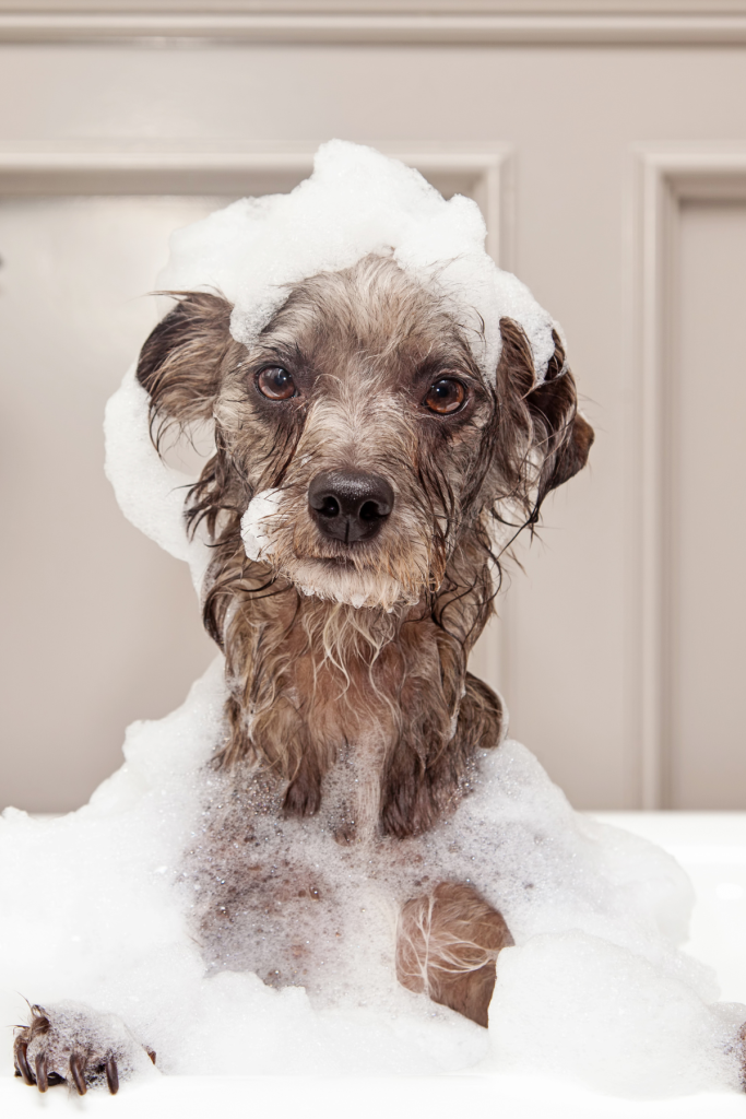 Wet Dog - Home Odours - Nose Blind
